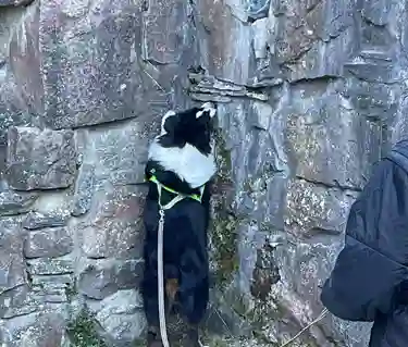 Hund som söker efter kong vid en mur