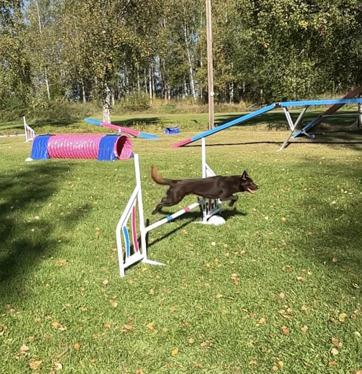 Kelpie hoppar hinder