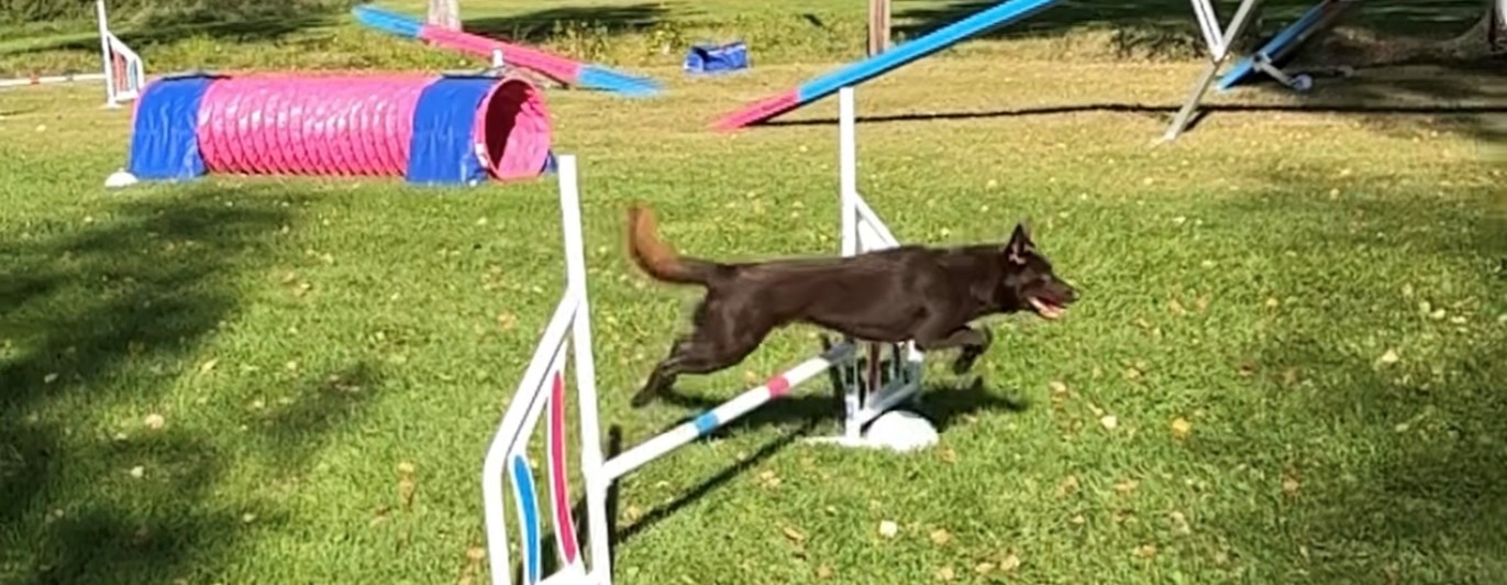 Kelpie hoppar hinder