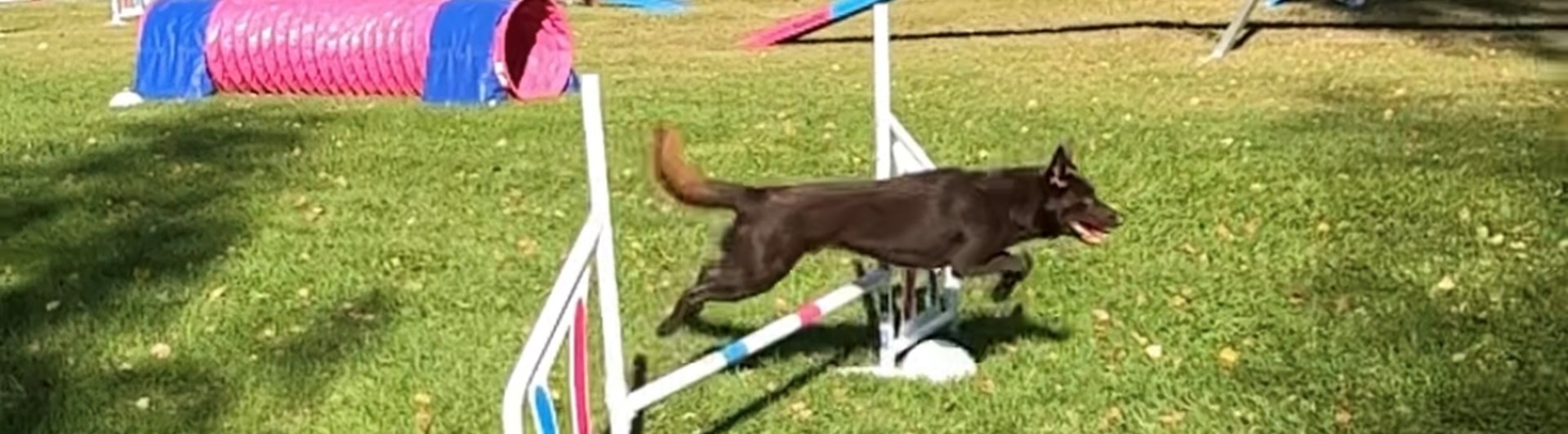 Kelpie hoppar hinder