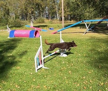 Kelpie hoppar hinder