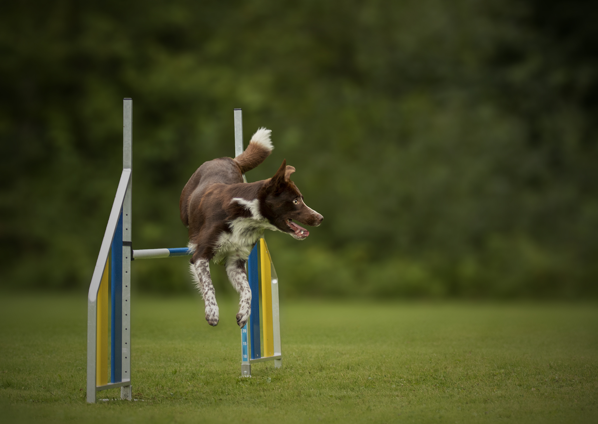 En brunvit hund som hoppar över ett agilityhinder