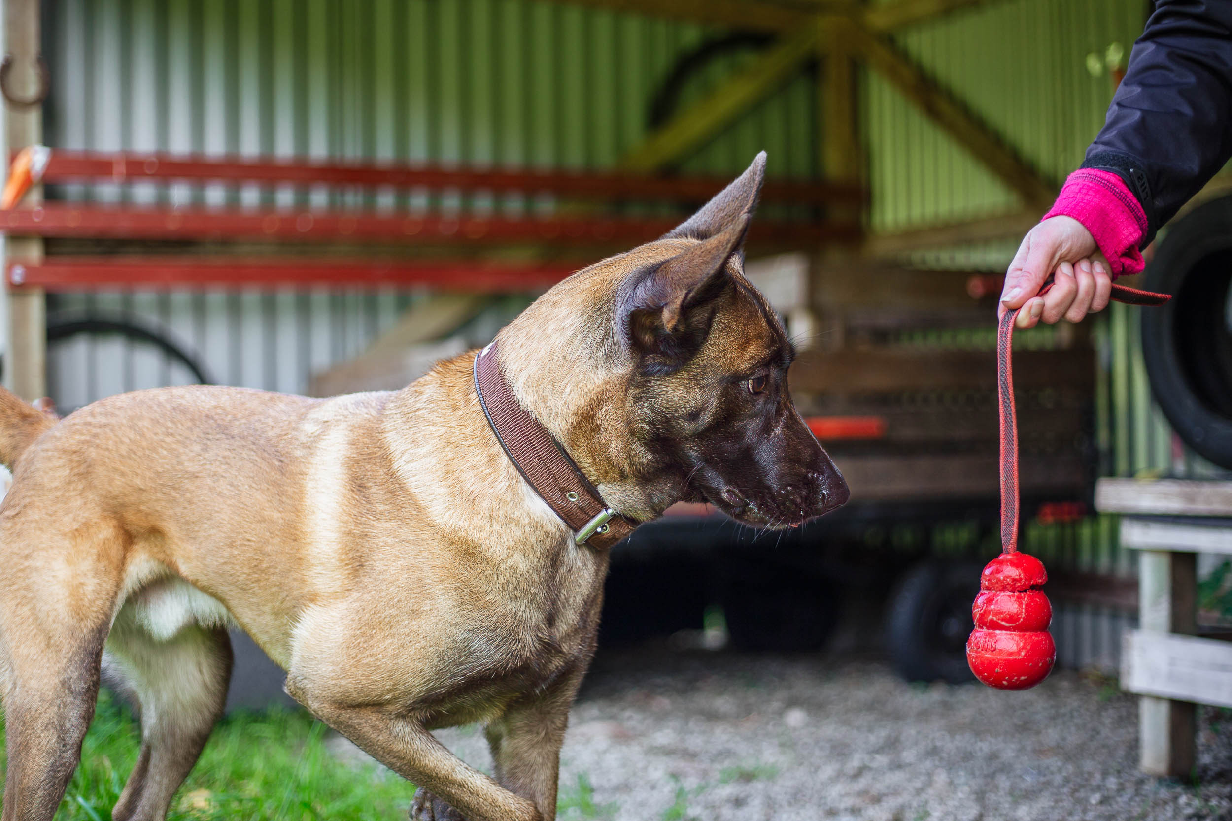 Röd kong, specialsök