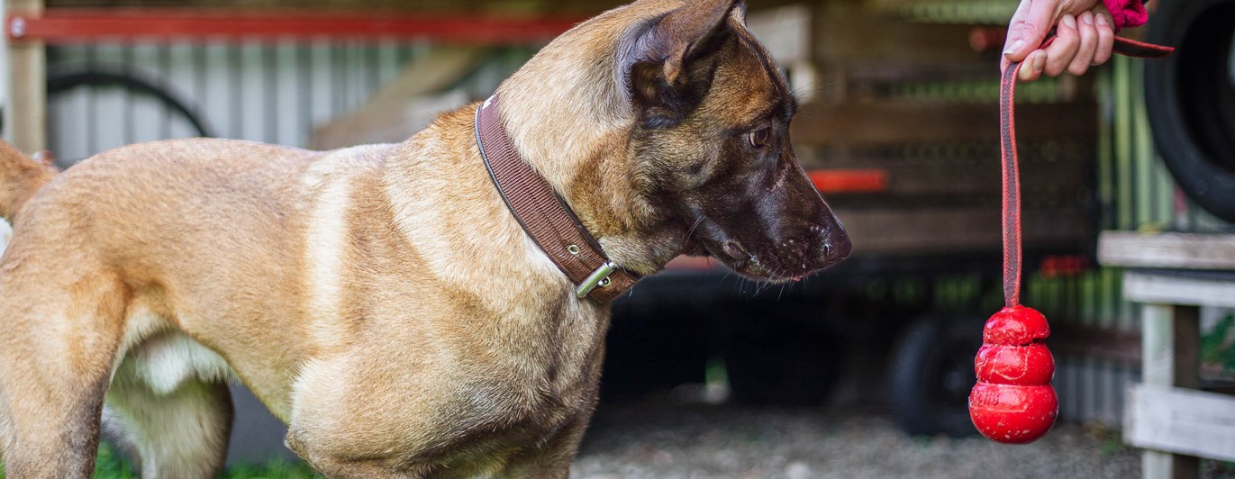 Röd kong, specialsök