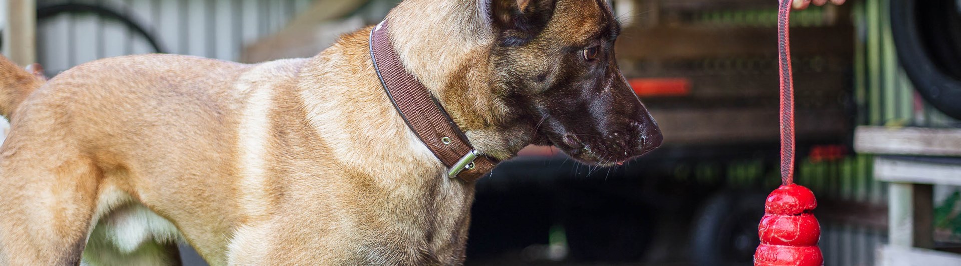 Röd kong, specialsök