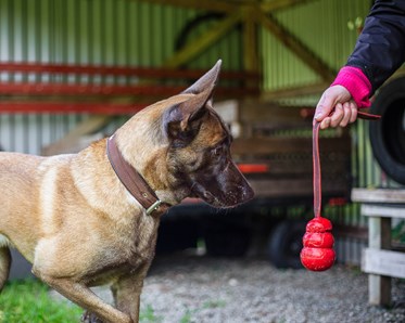 Röd kong, specialsök