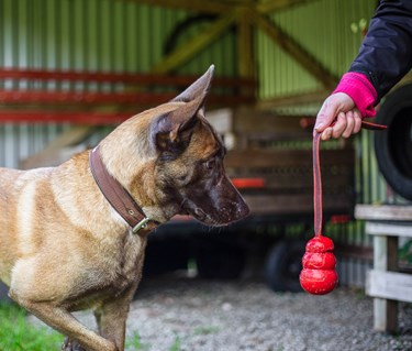 Röd kong, specialsök