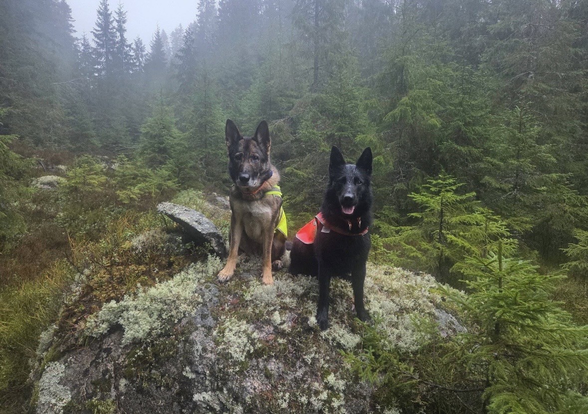 Två schäferhundar som sitter på en sten.