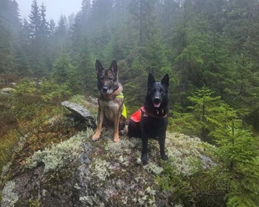 Två schäferhundar som sitter på en sten.