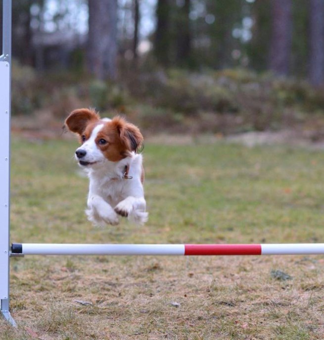 Kooiker som hoppar ett agilityhinder