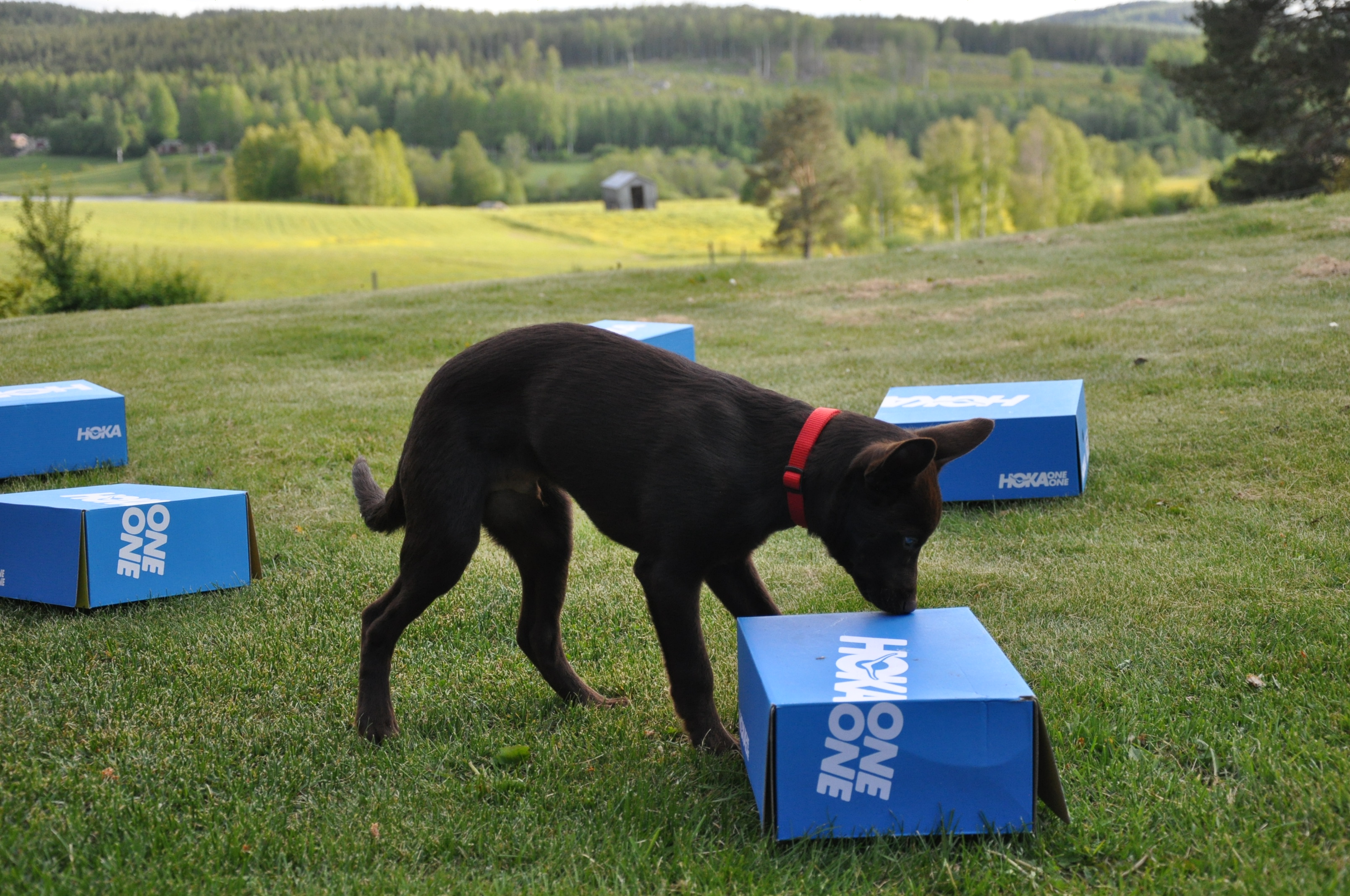 Hund nosar på kartong