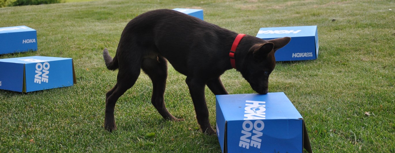 Hund nosar på kartong