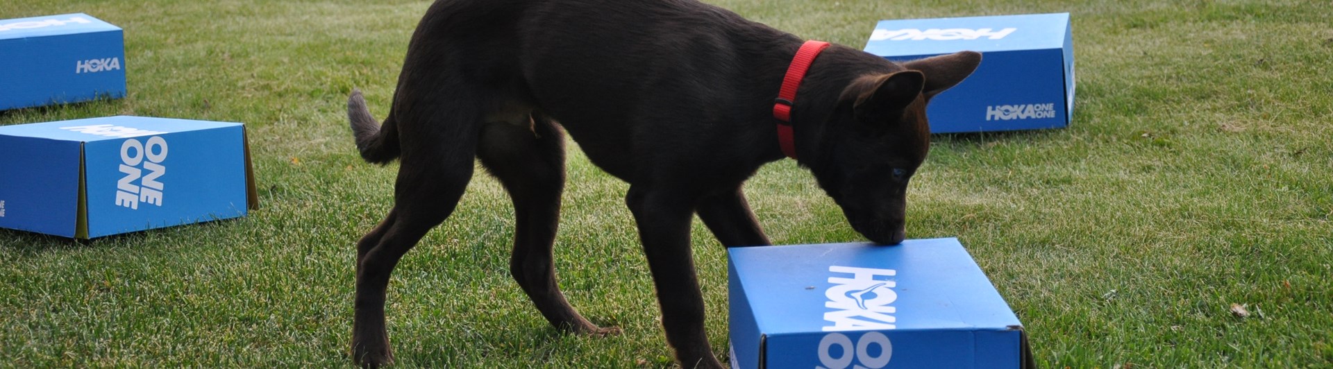 Hund nosar på kartong