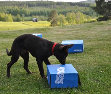 Hund nosar på kartong
