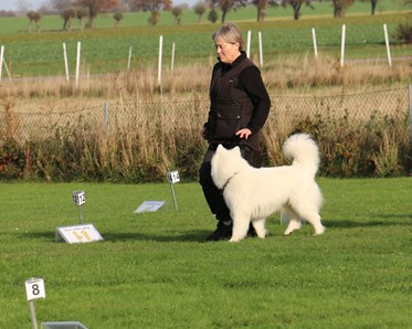 Bild tagen av Annette Lundfall från rallylydnadstävling