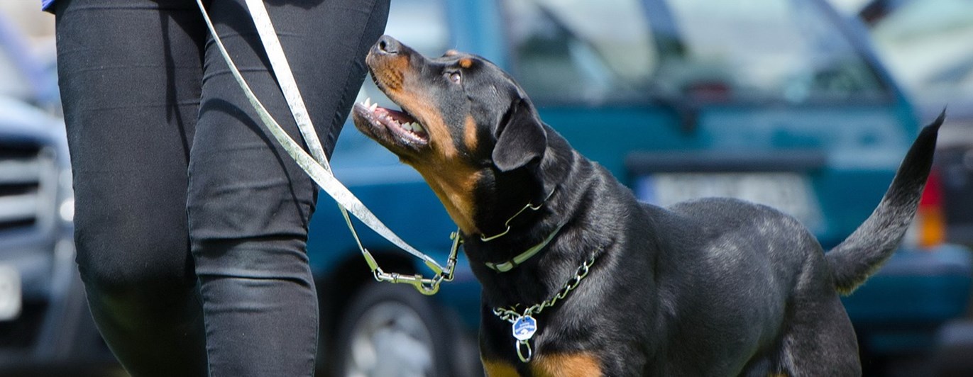 Rottweiler linförighet