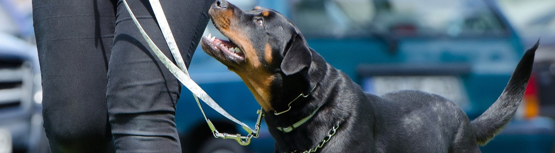 Rottweiler linförighet