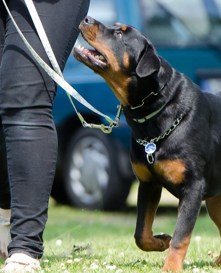 Rottweiler linförighet