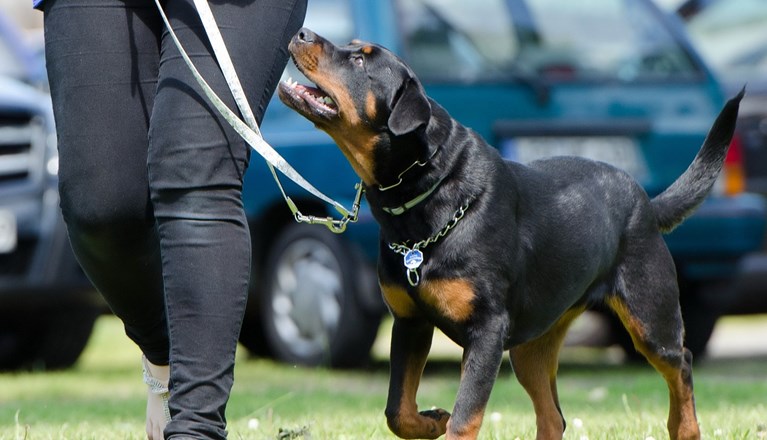 Rottweiler linförighet