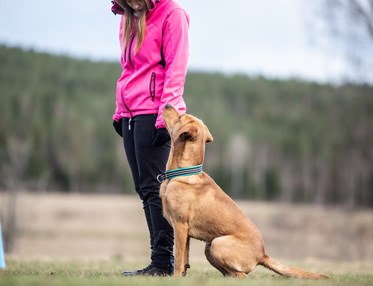 Solo och Lovisa
Bild: Alva Högkvist