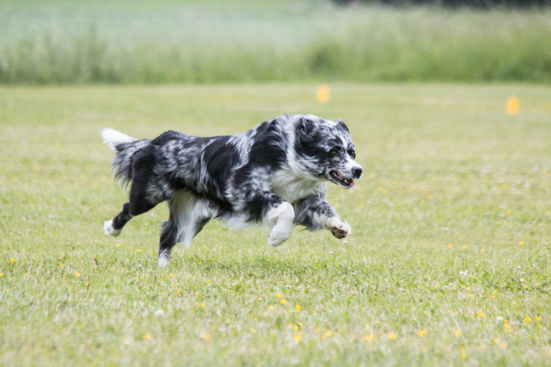 Springande australian shepherd