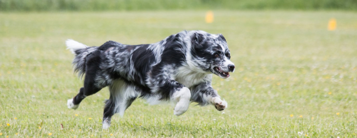 Springande australian shepherd