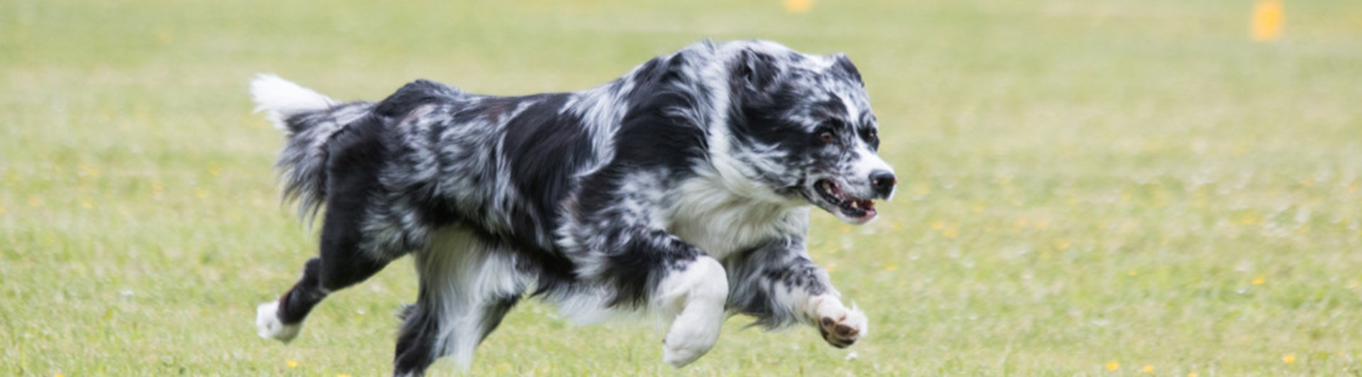 Springande australian shepherd