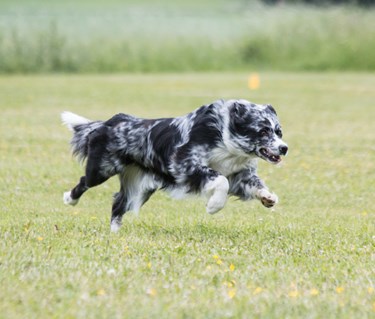 Springande australian shepherd