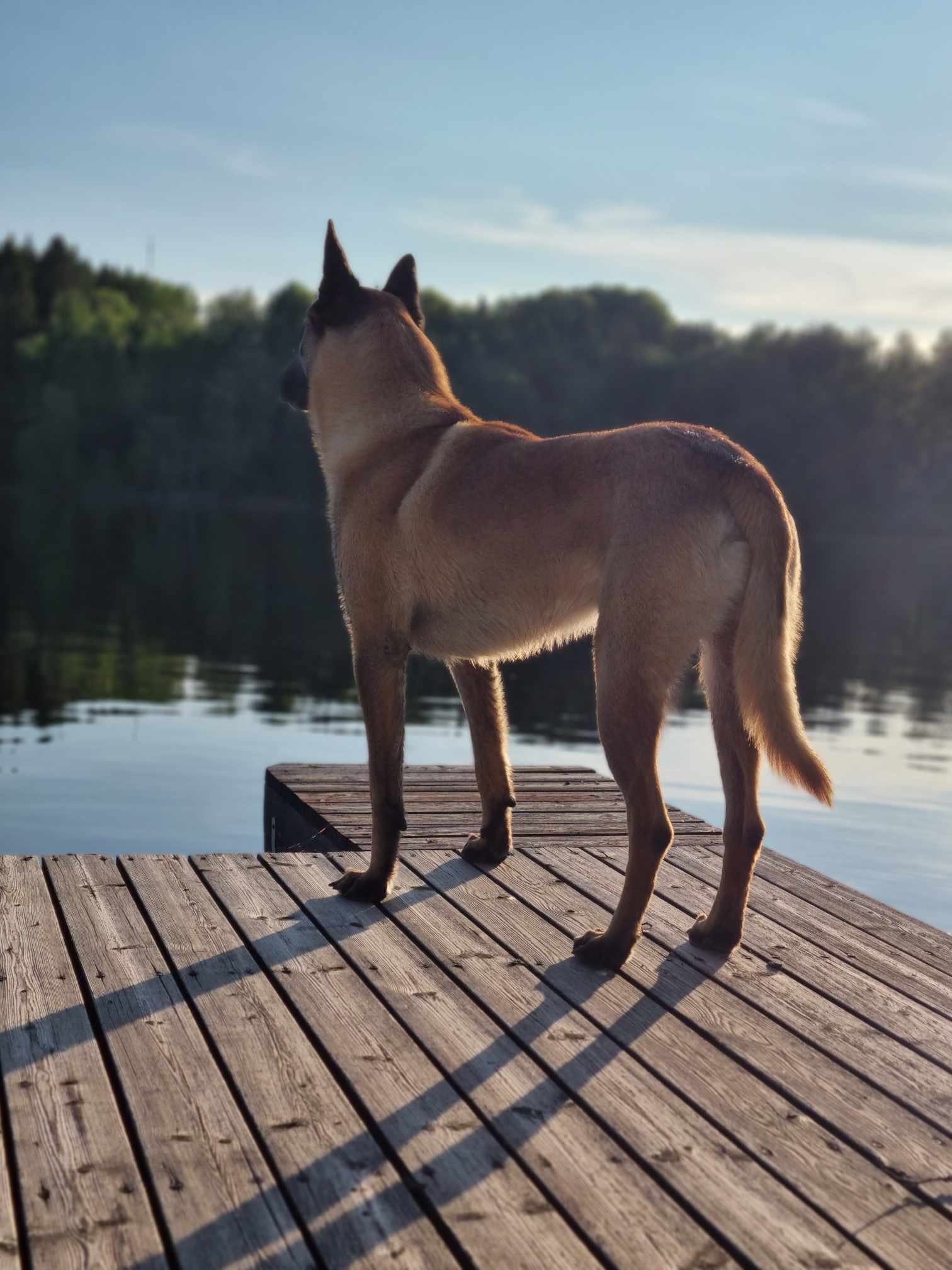 Bild på Richard Janssons hund