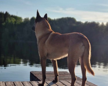 Bild på Richard Janssons hund