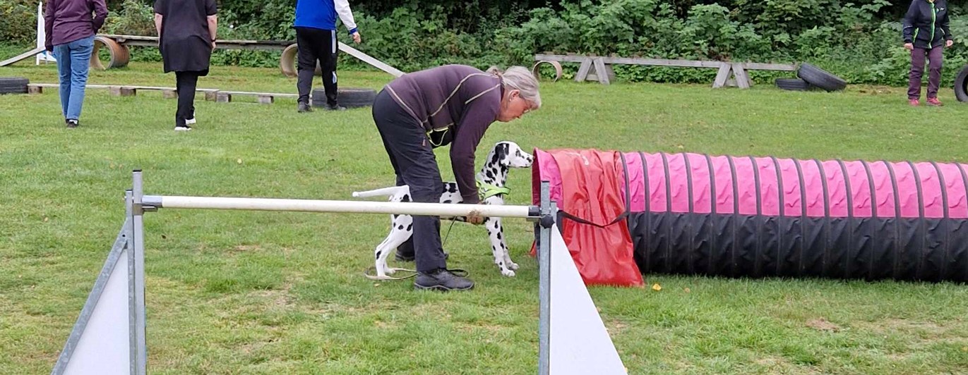 Hundens dag en dalmatiner ska springa i tunneln