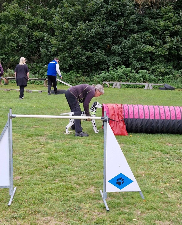Hundens dag en dalmatiner ska springa i tunneln
