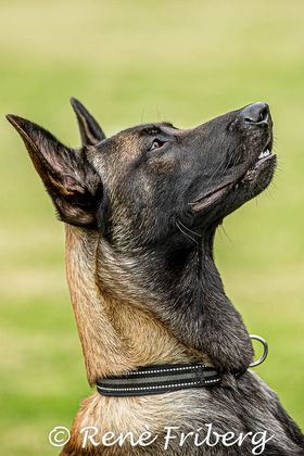 Belgisk vallhund/Malinois