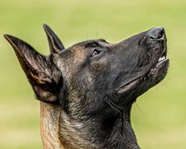 Belgisk vallhund/Malinois