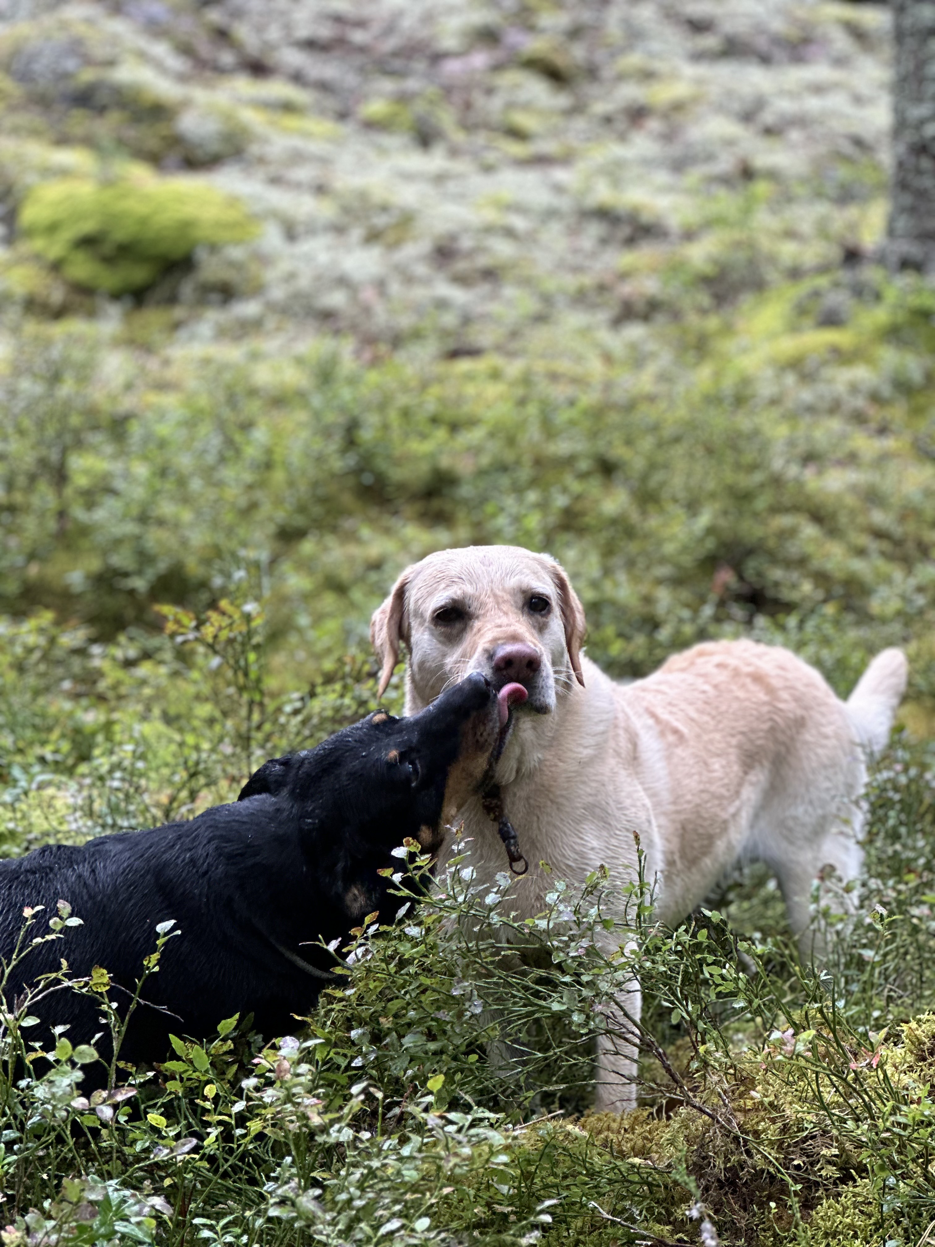 I skogen står en svart hund som pussar en gul hund i mungipan