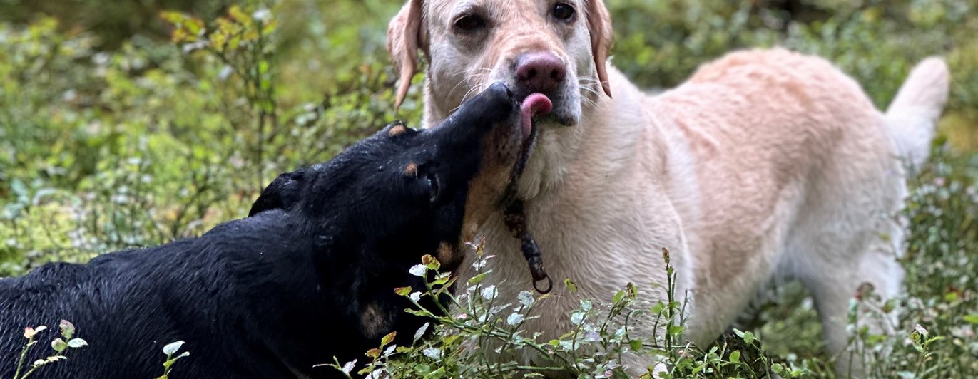 I skogen står en svart hund som pussar en gul hund i mungipan