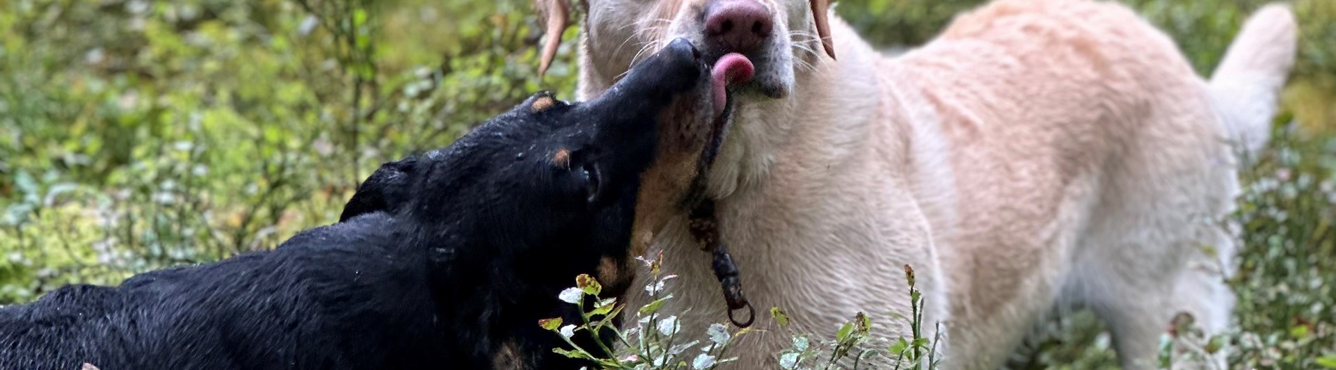 I skogen står en svart hund som pussar en gul hund i mungipan