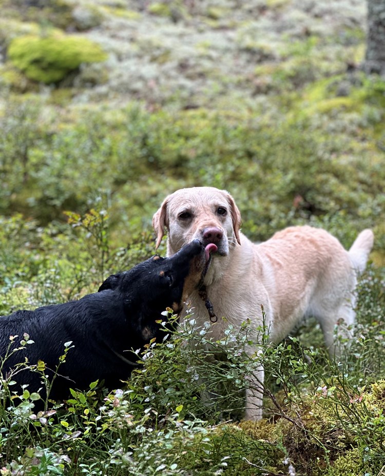 I skogen står en svart hund som pussar en gul hund i mungipan