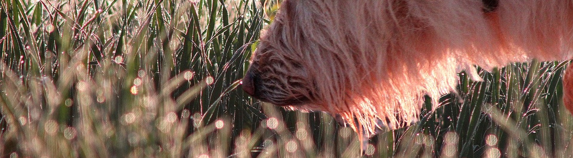 Hund som spårar i gräs