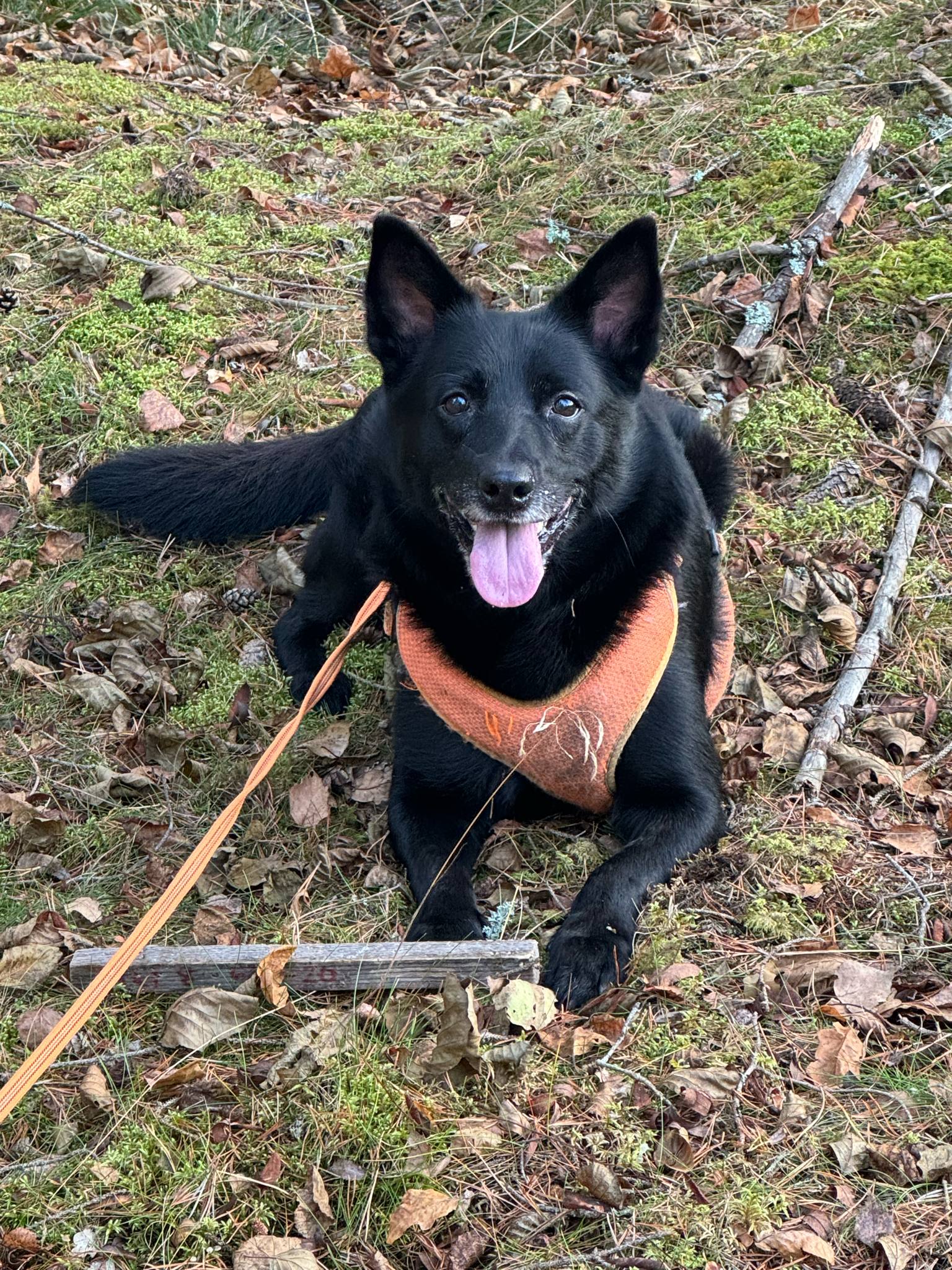 Kelpie spårat och i mål med slutpinne