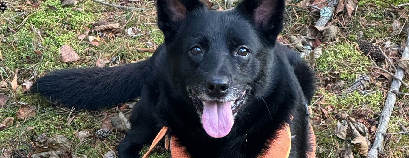 Kelpie spårat och i mål med slutpinne