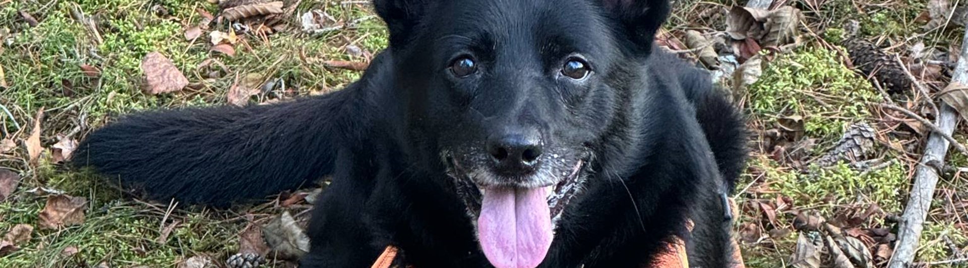 Kelpie spårat och i mål med slutpinne