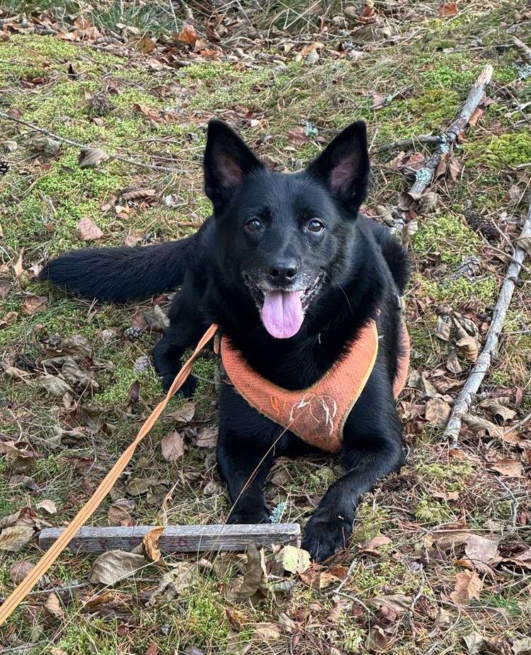 Kelpie spårat och i mål med slutpinne