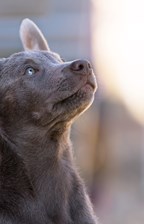 UngdomskommitténOBK