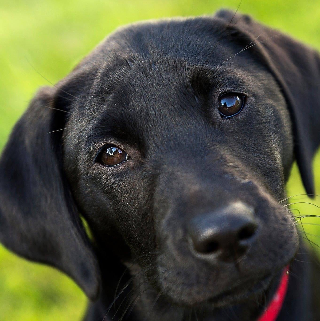 En svart labradorvalp.