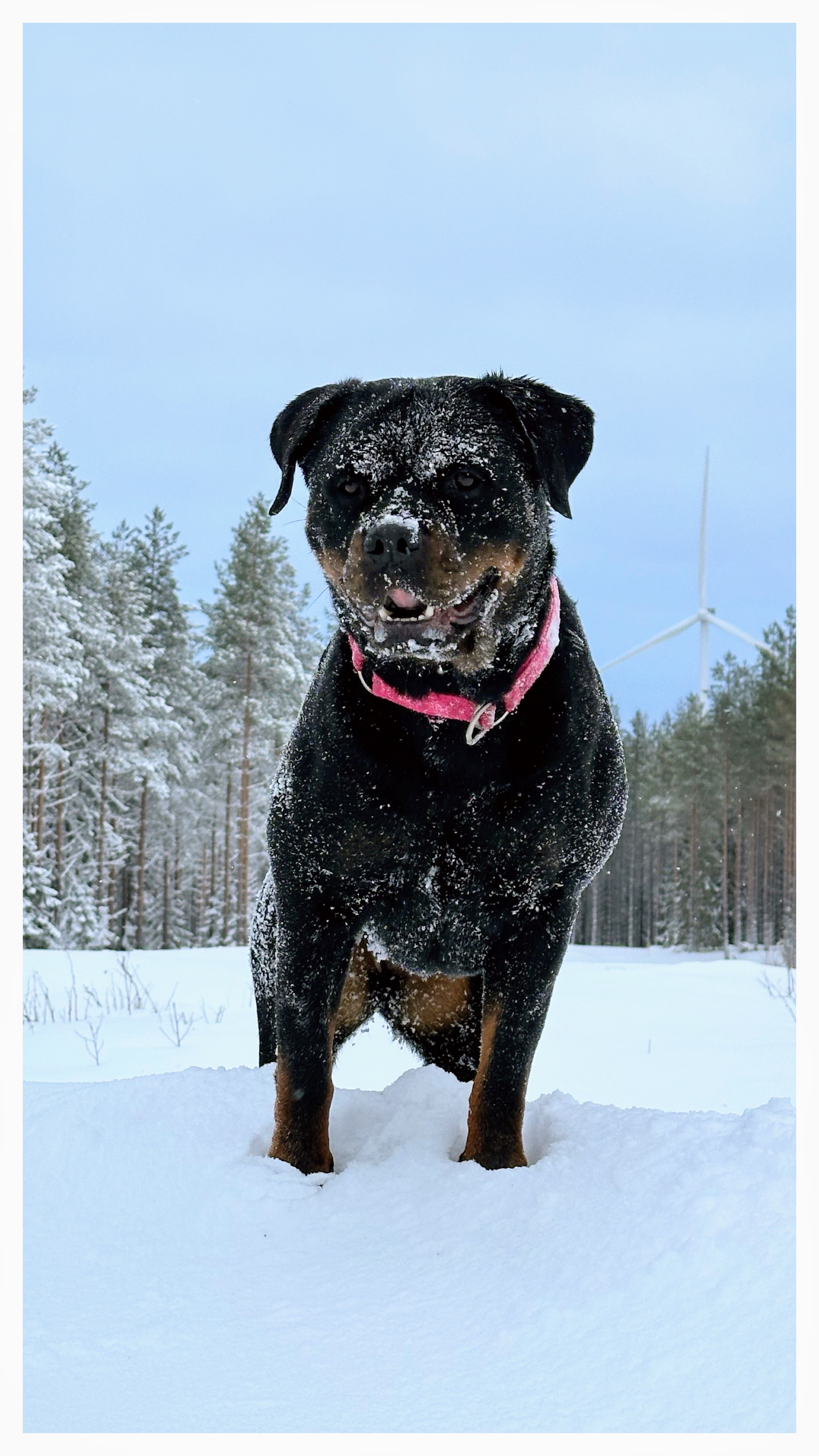 Rottweiler full med snö