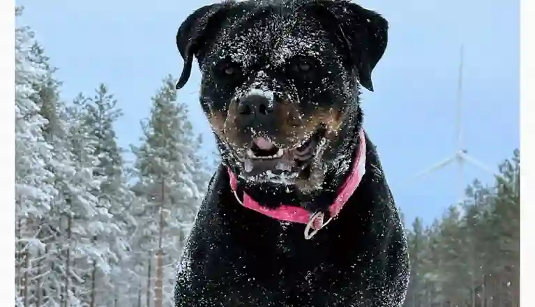 Rottweiler full med snö