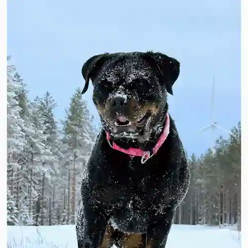 Rottweiler full med snö
