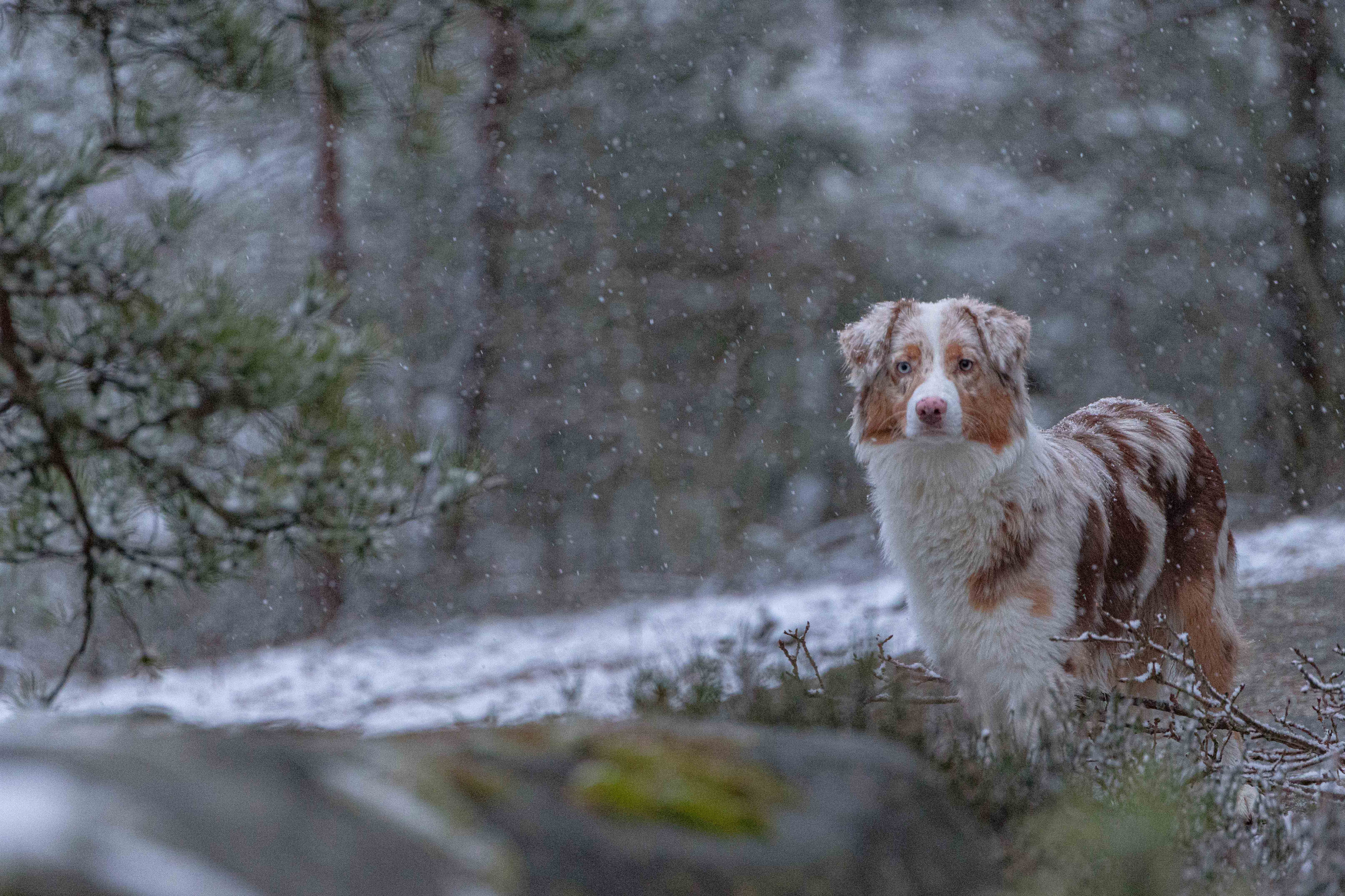 Australian Shepherd - Kira