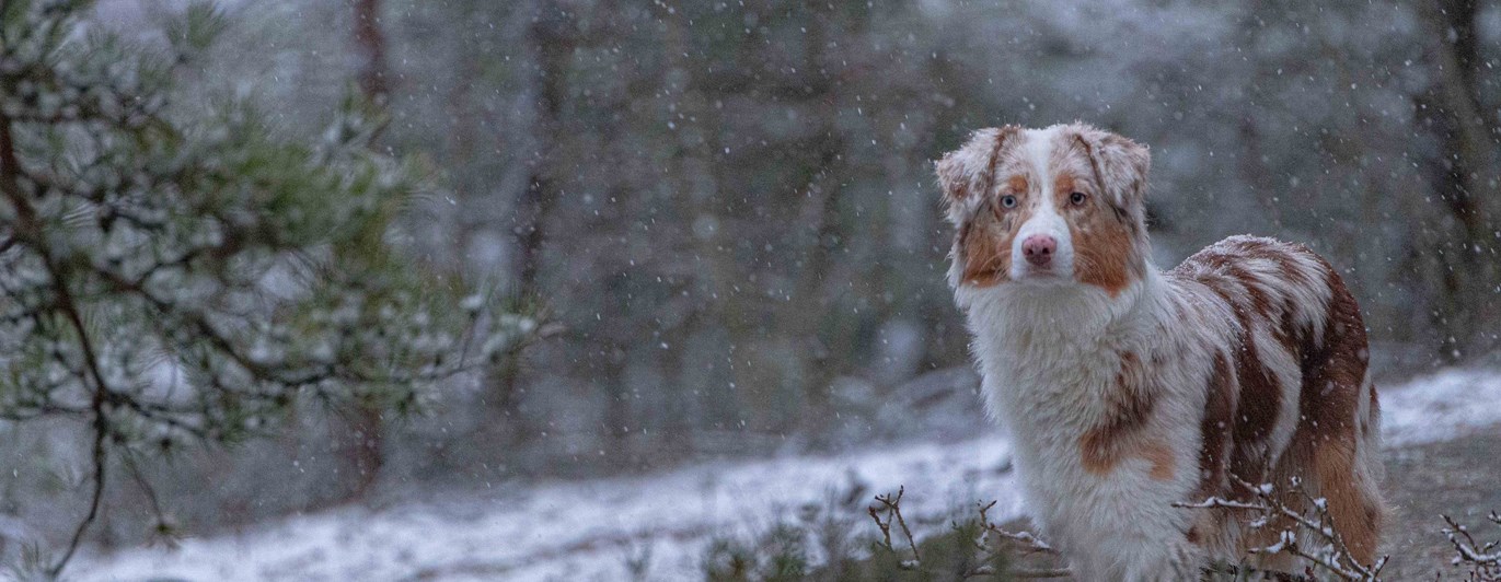 Australian Shepherd - Kira